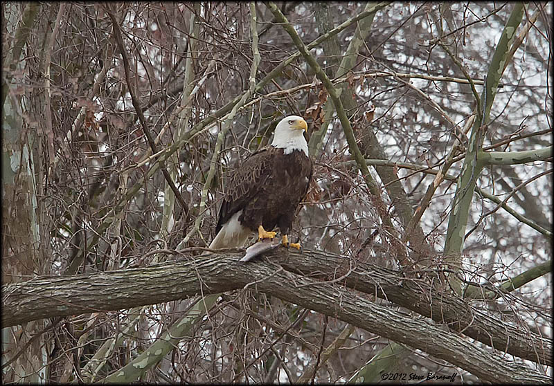 _2SB4233 bald eagle eating fish.jpg